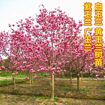 紫玉兰树苗娇红-号玉兰苗白玉兰苗黄玉兰广玉苗