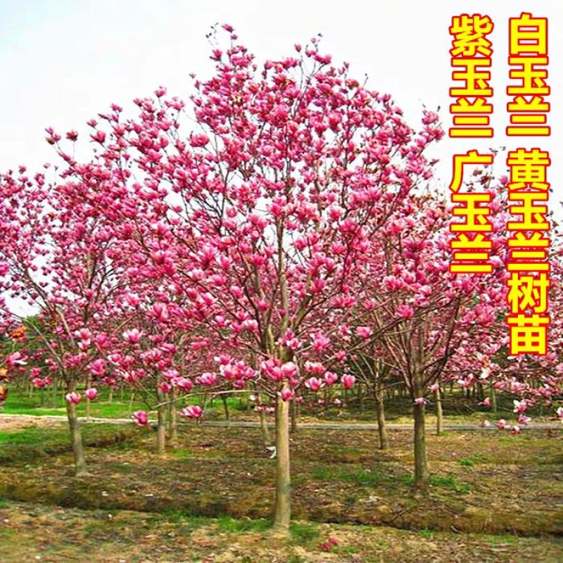 紫玉兰树苗娇红-号玉兰苗白玉兰苗黄玉兰广玉苗