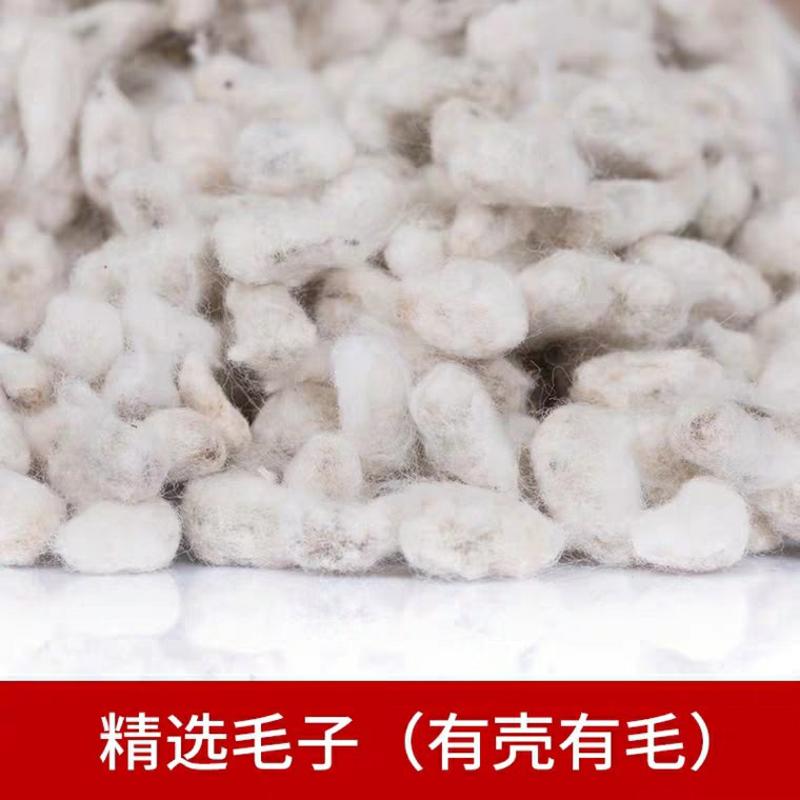 新疆棉花籽棉籽仁棉花子籽药用棉花籽种子棉花籽
