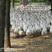 大品种三花鹅，泰州鹅苗。孵化场直供包疫苗包回收包送货