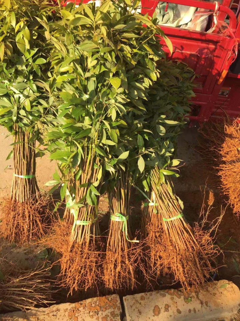 供应金丝楠木小苗，小叶桢楠苗10-100公分高，量大价优