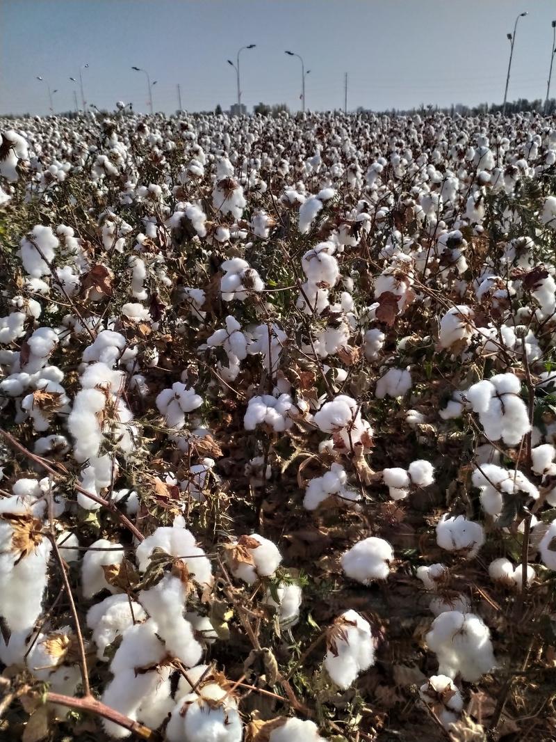 新疆棉花籽棉籽仁棉花子籽药用棉花籽种子棉花籽