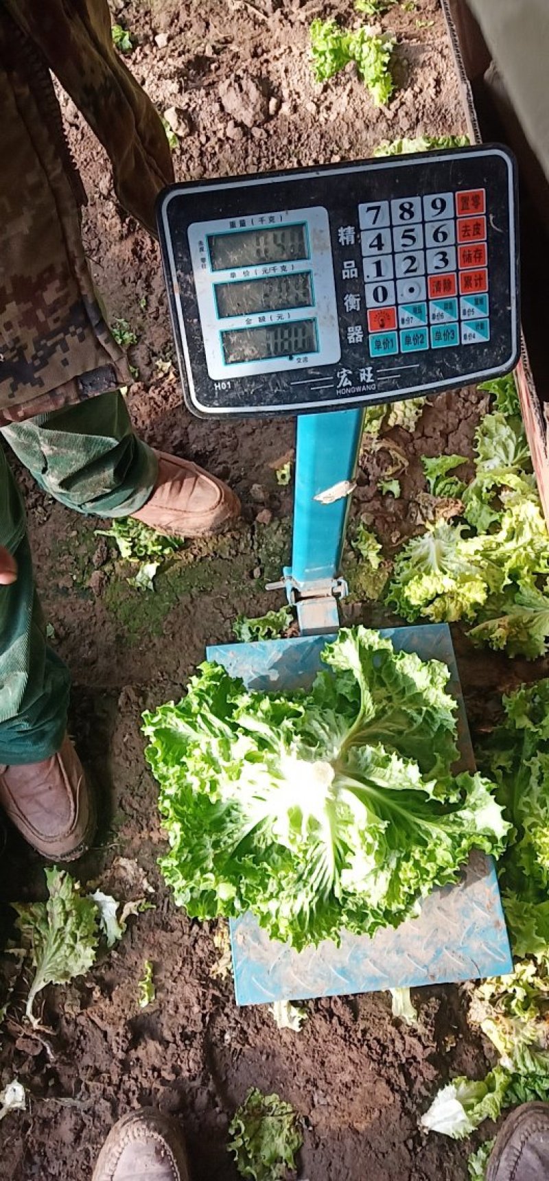 绿叶，黄叶散叶生菜大量有货，保证质量