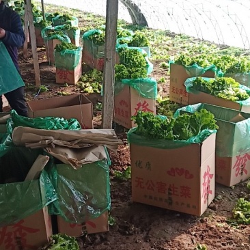 绿叶，黄叶散叶生菜大量有货，保证质量