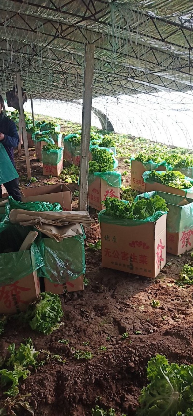 绿叶，黄叶散叶生菜大量有货，保证质量