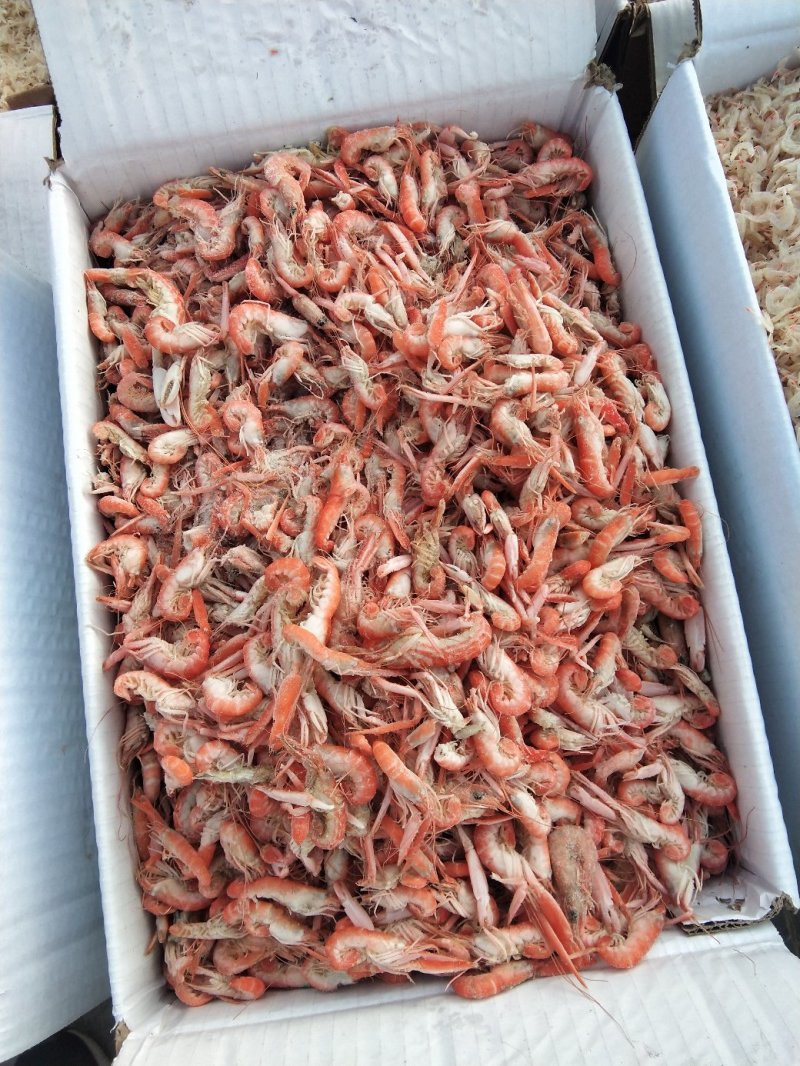 爪虾，狗虾，鹰爪虾，红虾