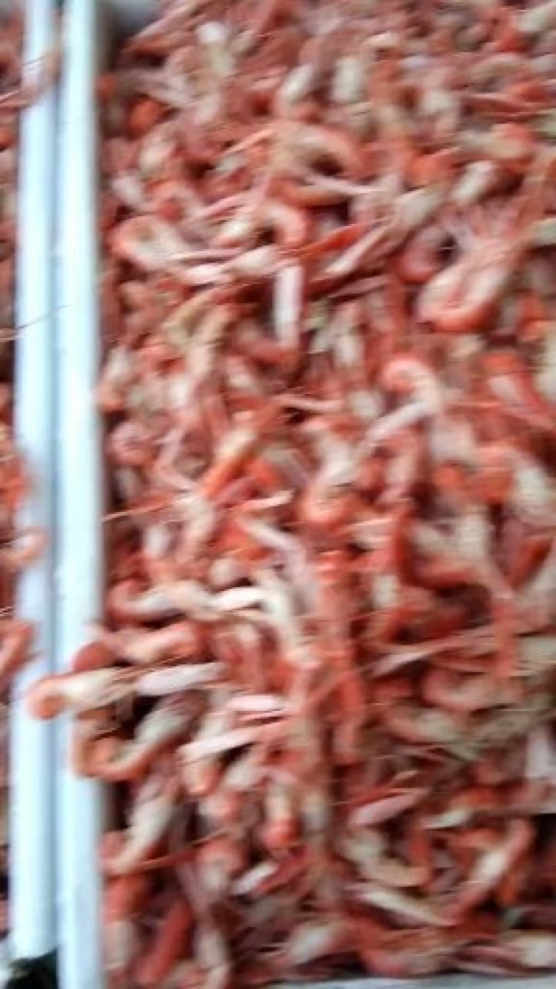 爪虾，狗虾，鹰爪虾，红虾