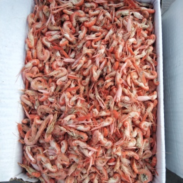 爪虾，狗虾，鹰爪虾，红虾