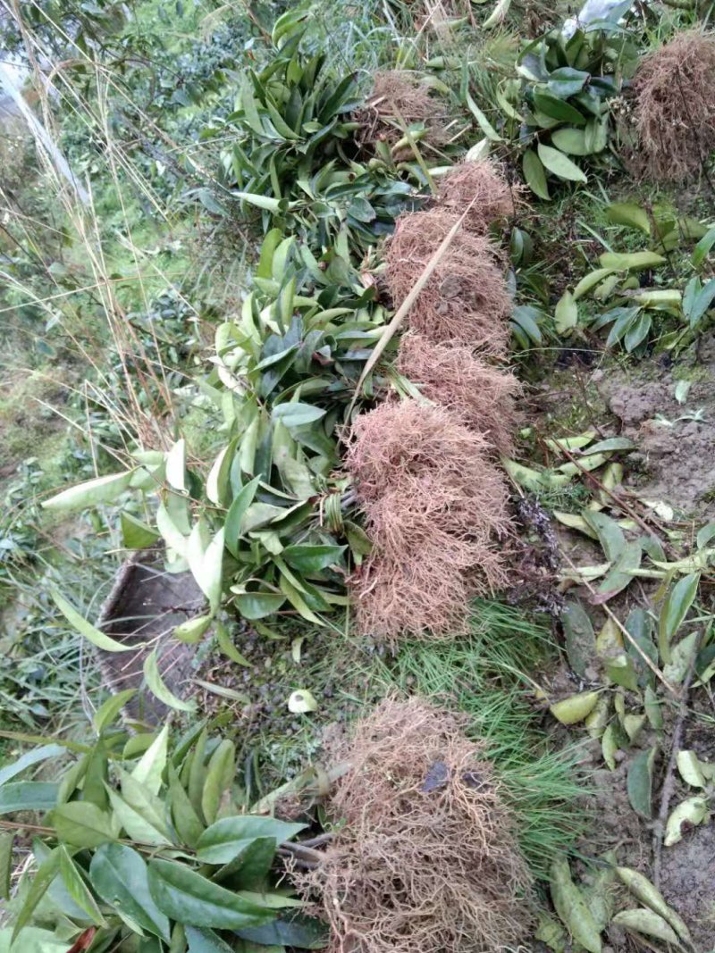 精品优质黑老虎布福娜二年苗一手货源，品质保证