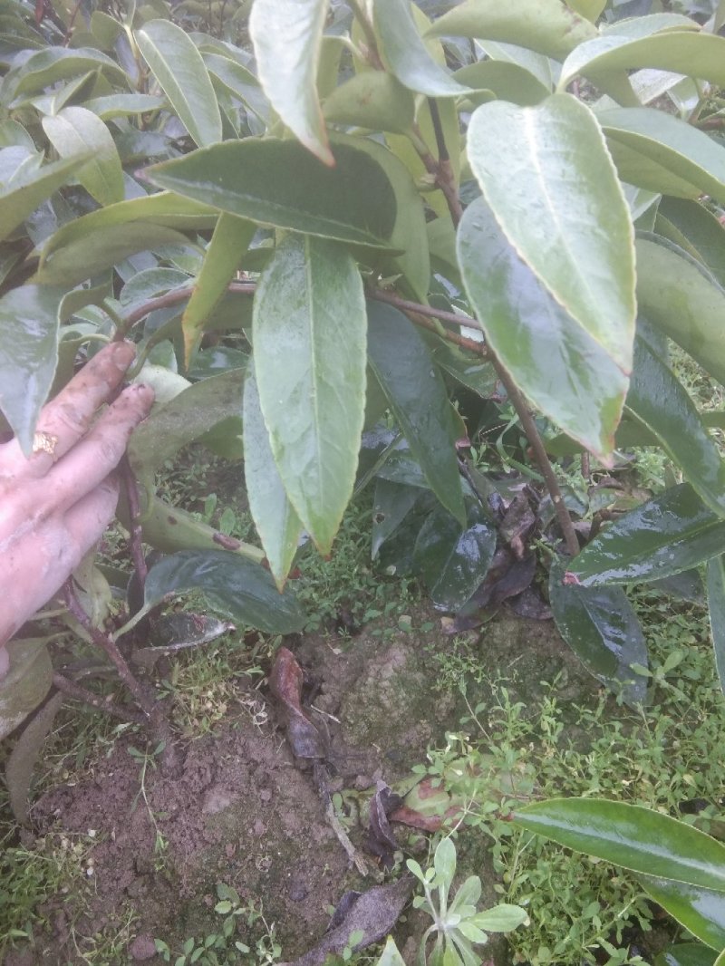 精品优质黑老虎布福娜二年苗一手货源，品质保证