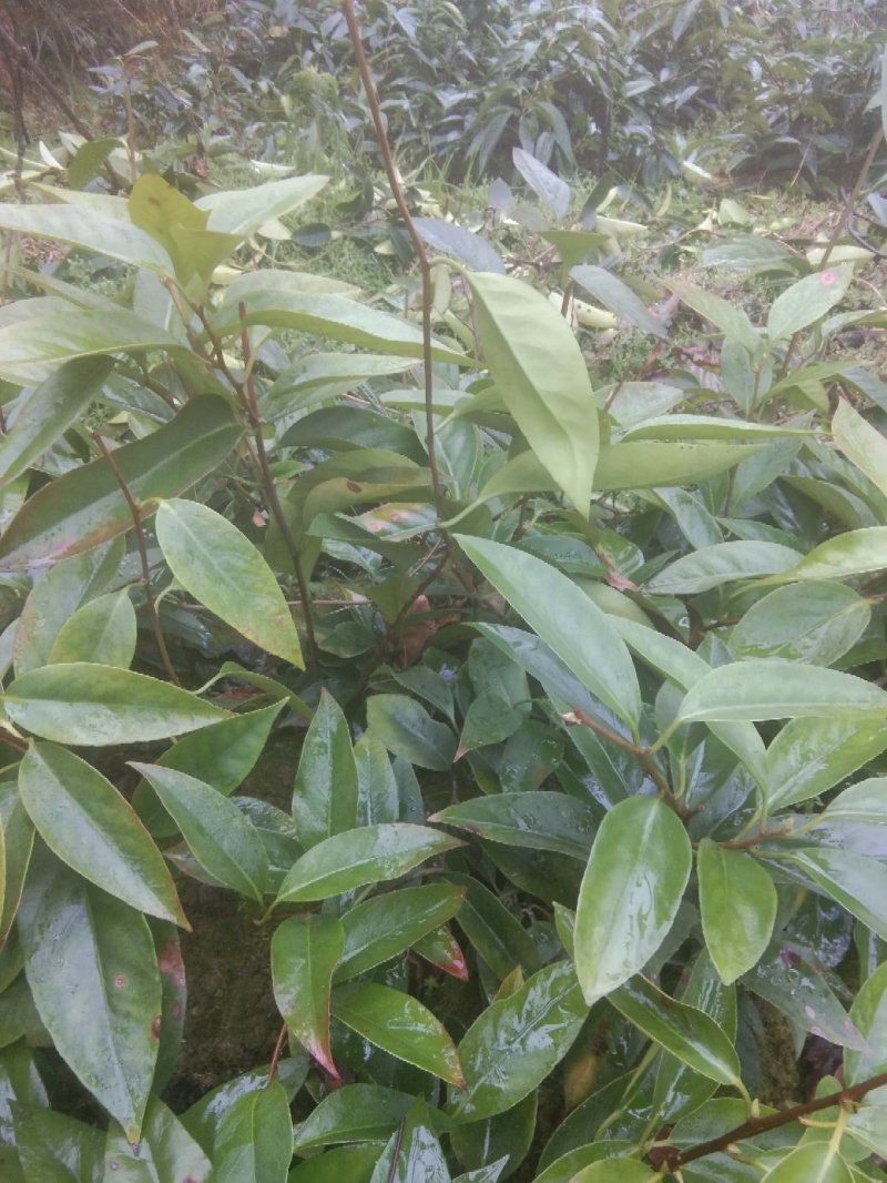 精品优质黑老虎布福娜二年苗一手货源，品质保证