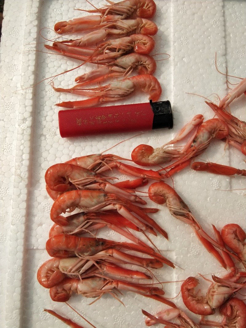 爪虾，狗虾，鹰爪虾，红虾