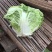 东京868包头白菜，