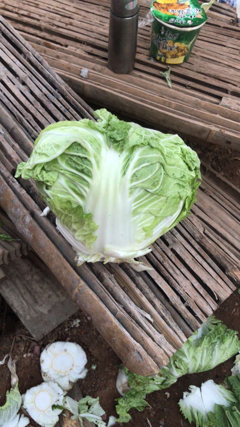 东京868包头白菜，