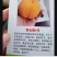 2公分3公分5公分油桃树苗油蟠9号黄金蜜4号桃树苗