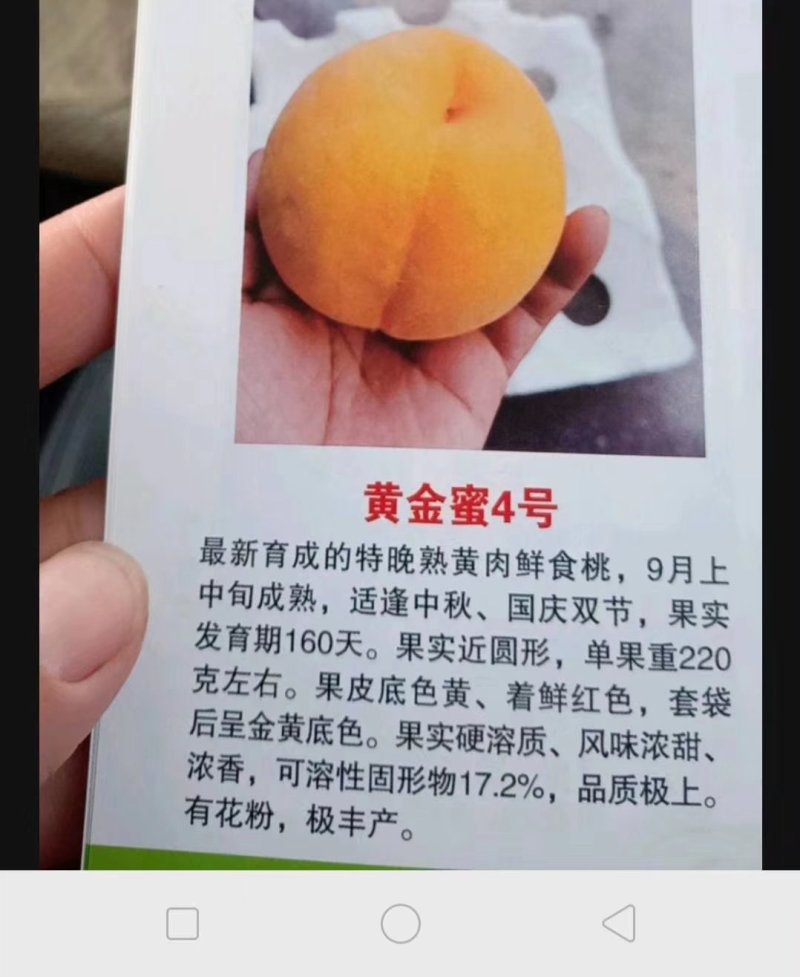 2公分3公分5公分油桃树苗油蟠9号黄金蜜4号桃树苗