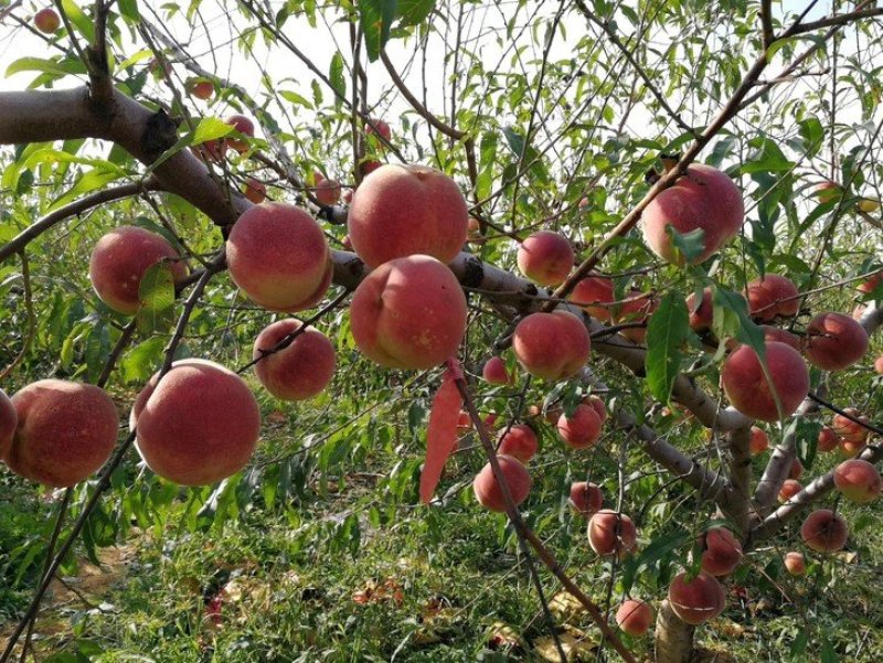 2公分3公分5公分油桃树苗油蟠9号黄金蜜4号桃树苗
