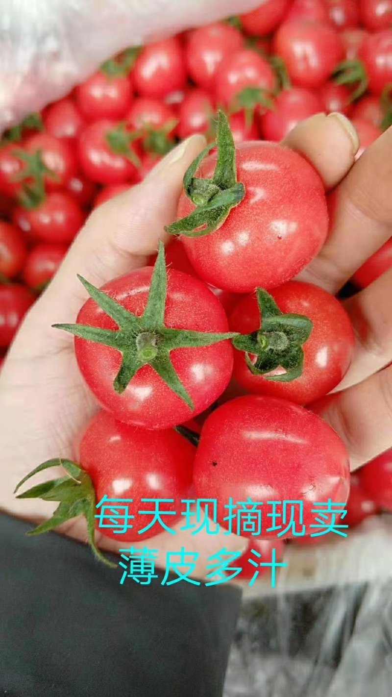 优质圣女果养颜护肤的最佳食品