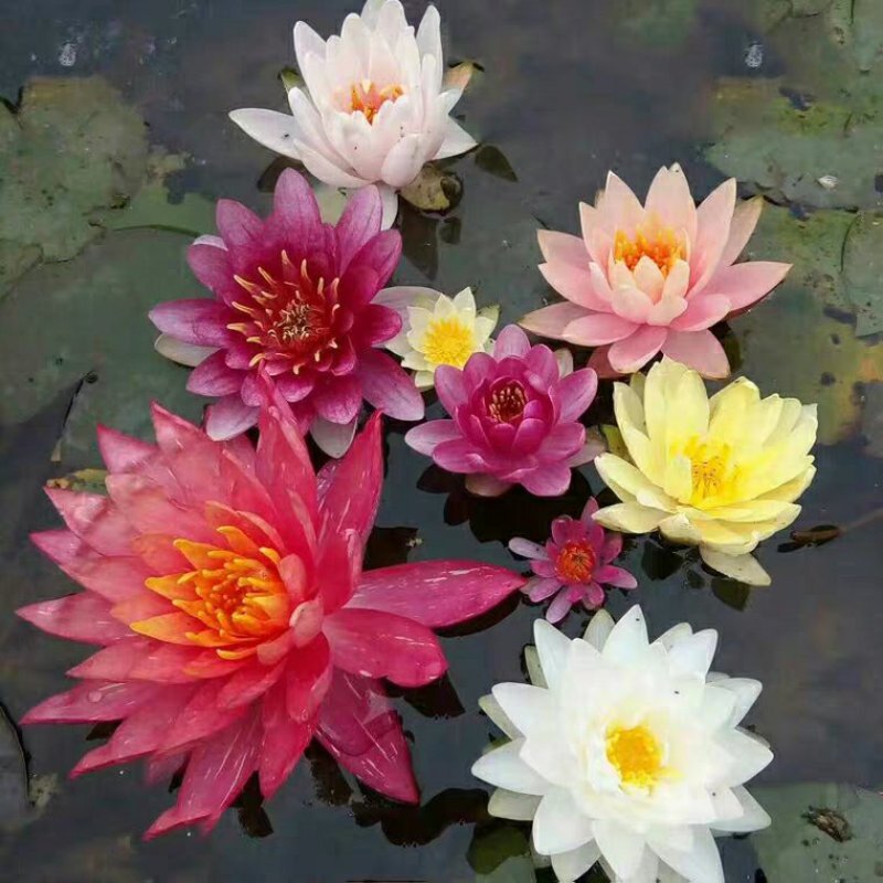 睡莲进口耐寒池塘水池睡莲花苗迷你小块睡莲.大睡莲根块