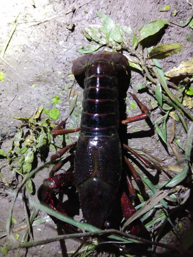 小龙虾与鱼种混养6-8钱（30-40克）活虾