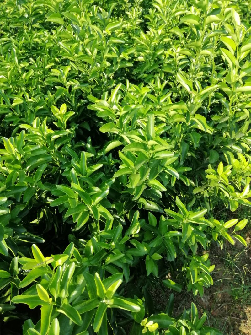 爱媛38（红美人）