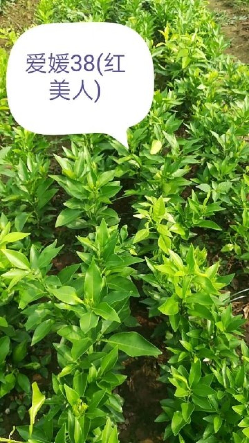 爱媛38（红美人）