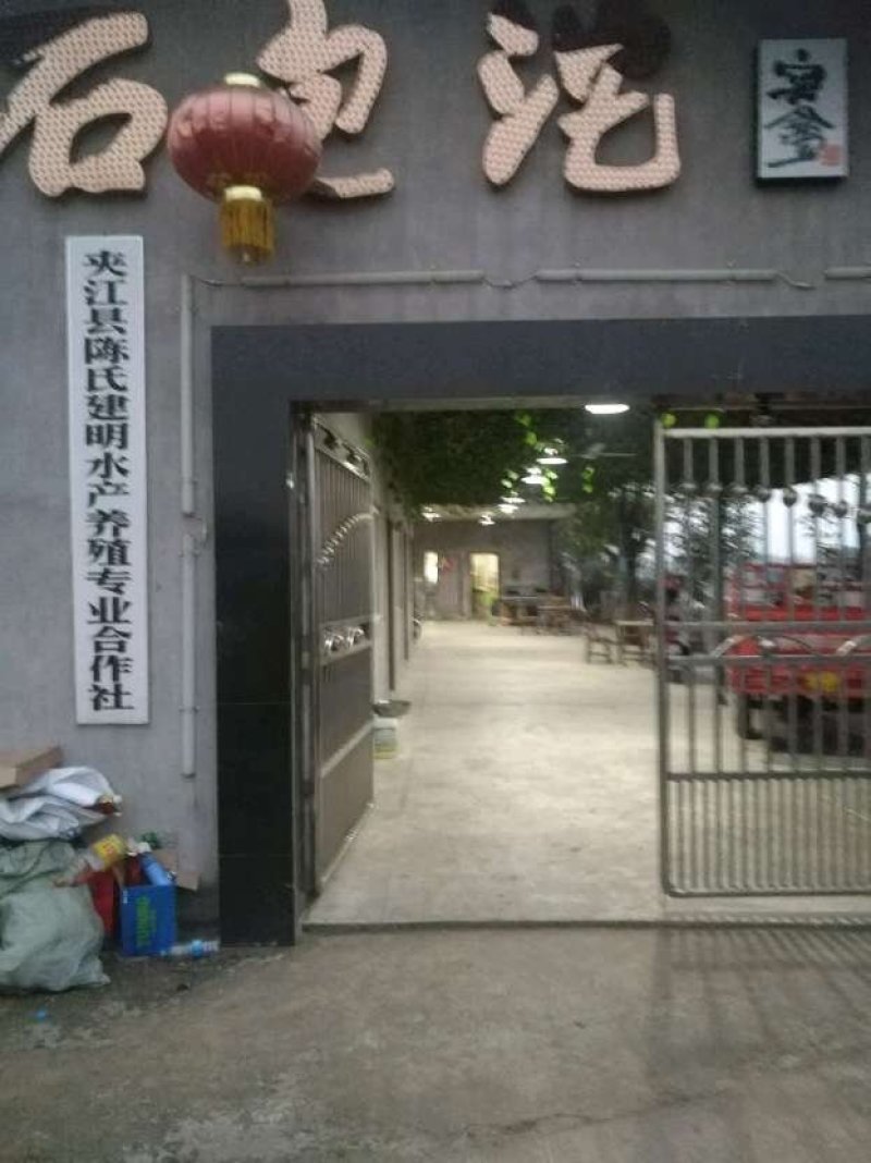 脆鲩鱼