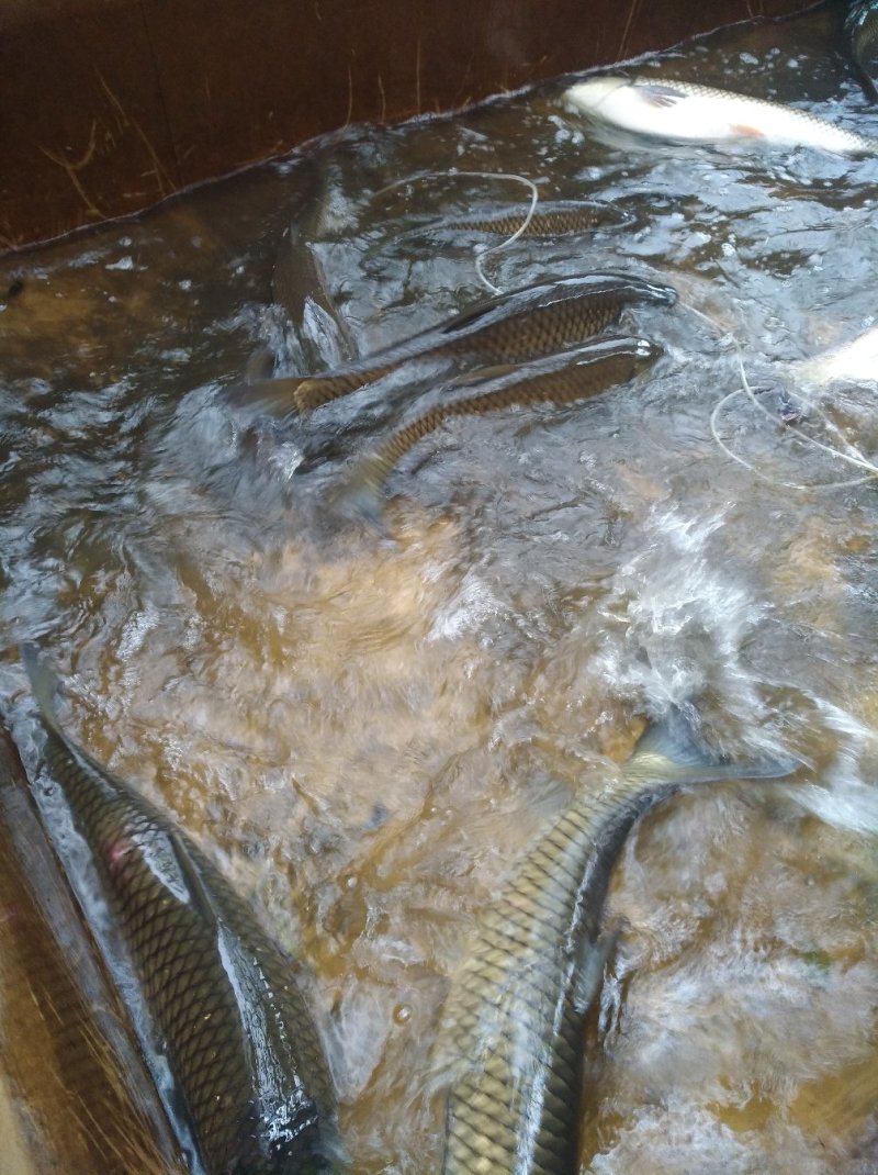 脆鲩鱼