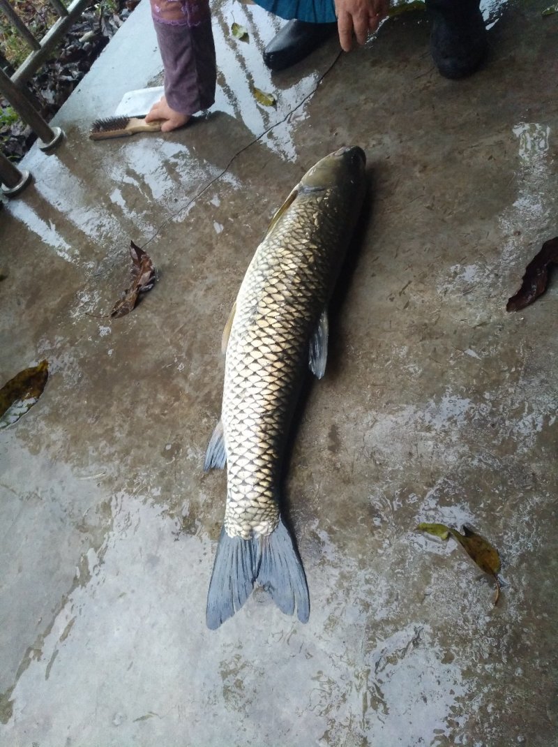 脆鲩鱼