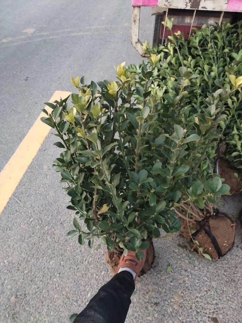卫矛球