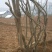 国旗红映山红杜鹃，截杆，全冠，生熟货都有