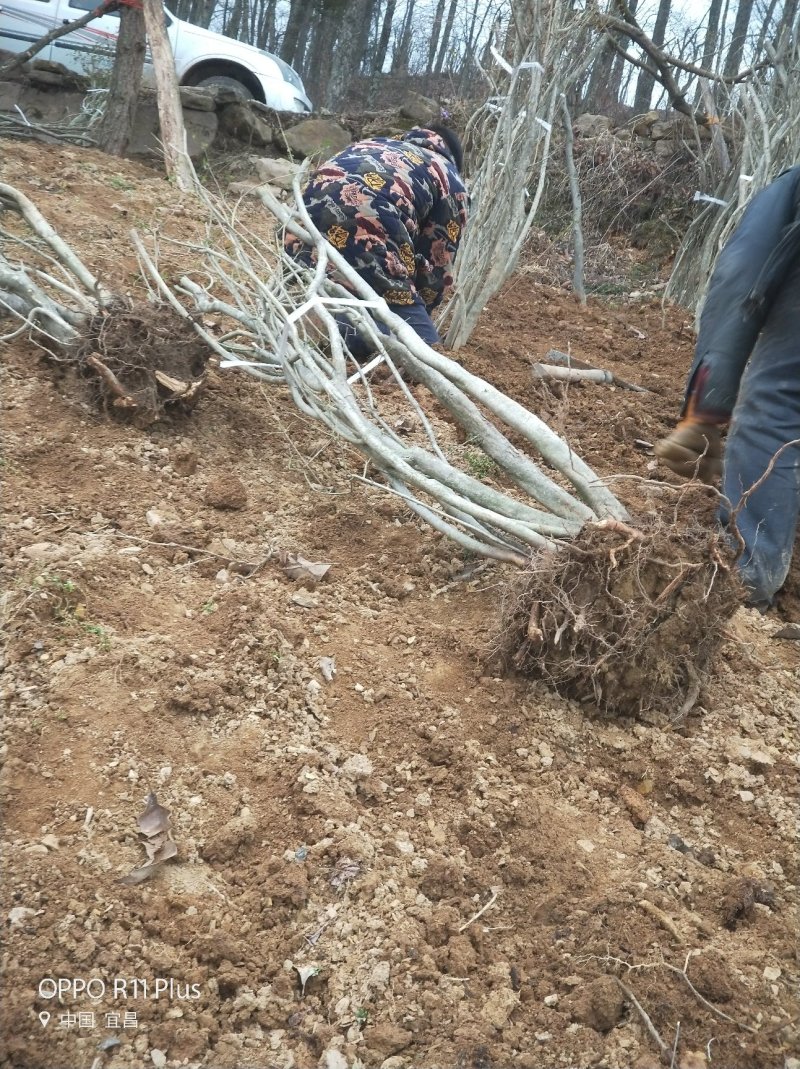 国旗红映山红杜鹃，截杆，全冠，生熟货都有