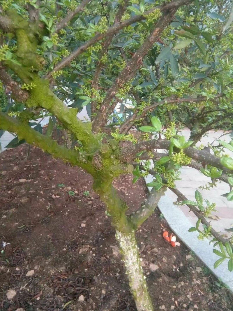 花椒苗