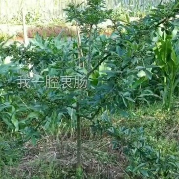 花椒苗