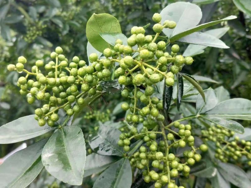 花椒苗