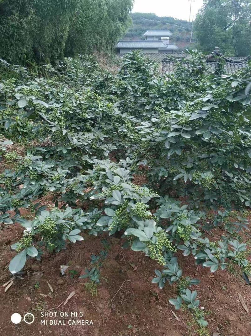 花椒苗