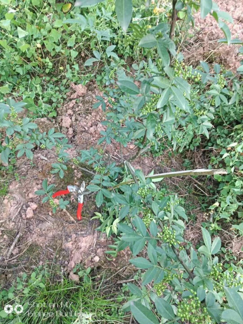 花椒苗