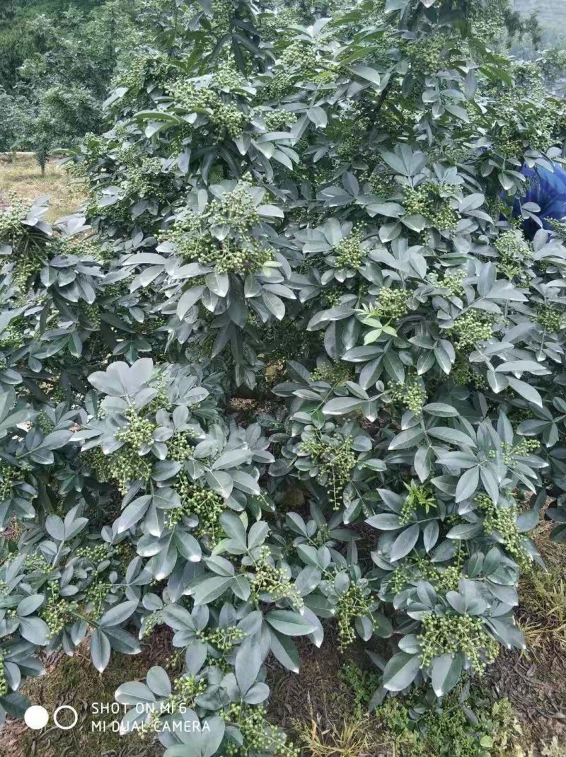 花椒苗