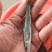 银鳕鱼苗_(量大从优)全程提供技术指导跟进欢迎电话联系