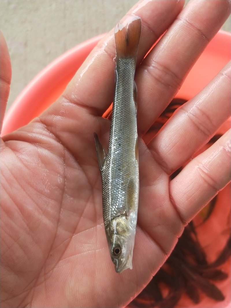 银鳕鱼苗_(量大从优)全程提供技术指导跟进欢迎电话联系