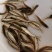 银鳕鱼苗_(量大从优)全程提供技术指导跟进欢迎电话联系