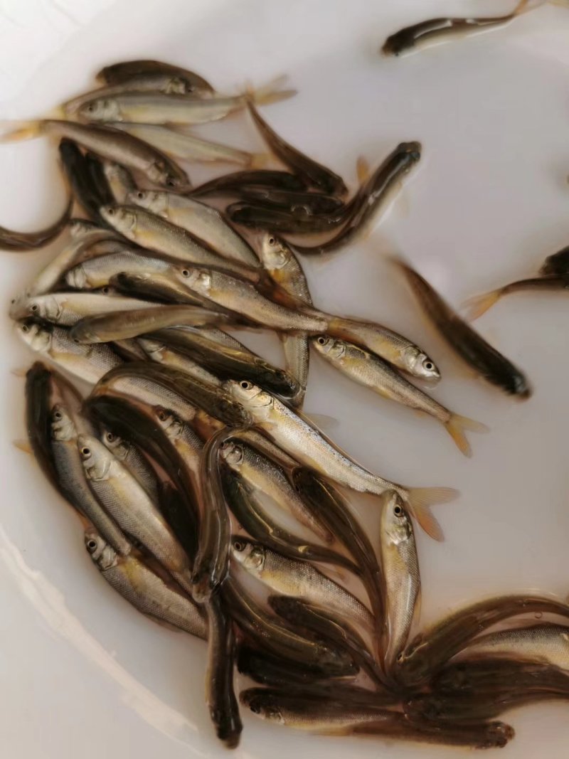 银鳕鱼苗_(量大从优)全程提供技术指导跟进欢迎电话联系