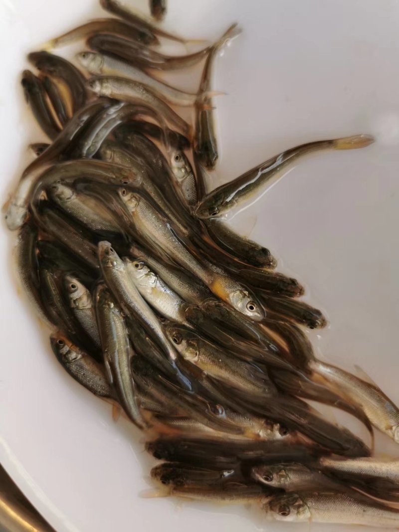 银鳕鱼苗_(量大从优)全程提供技术指导跟进欢迎电话联系