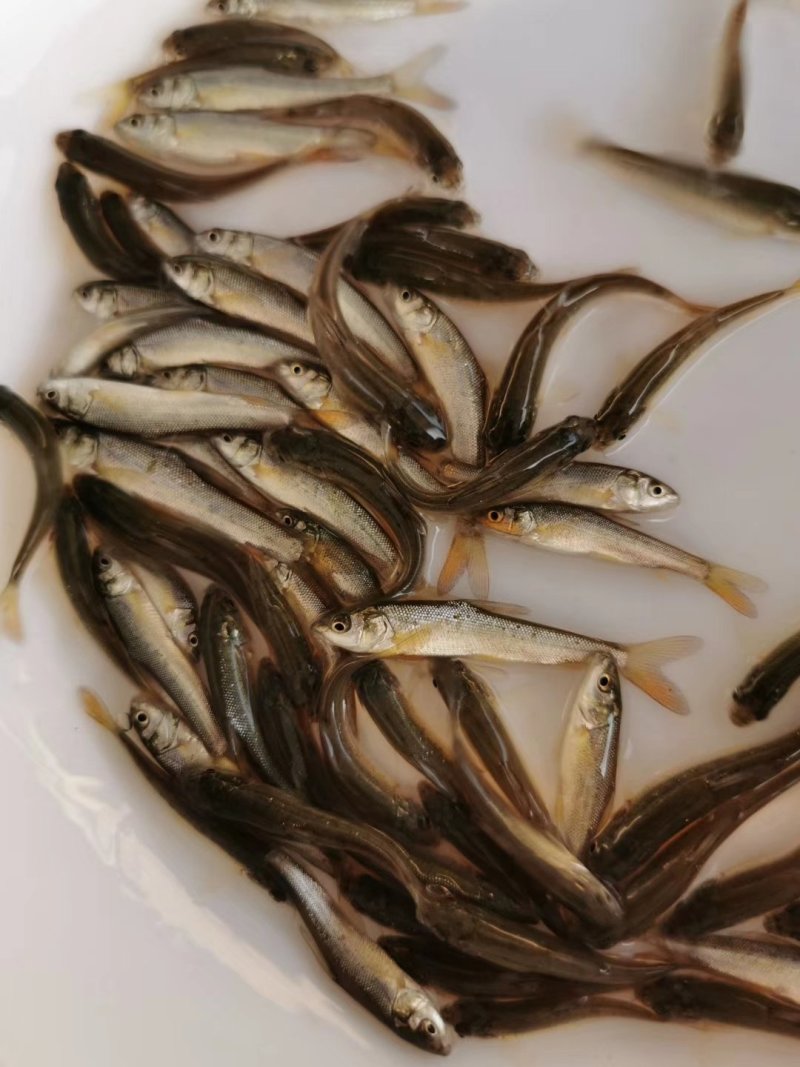 银鳕鱼苗_(量大从优)全程提供技术指导跟进欢迎电话联系