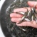 银鳕鱼苗_(量大从优)全程提供技术指导跟进欢迎电话联系