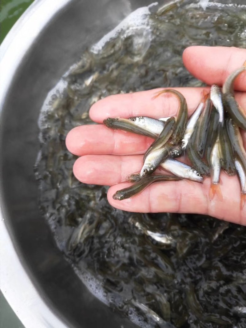 银鳕鱼苗_(量大从优)全程提供技术指导跟进欢迎电话联系