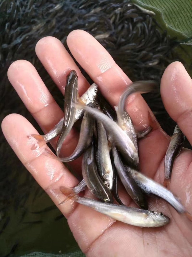 银鳕鱼苗_(量大从优)全程提供技术指导跟进欢迎电话联系