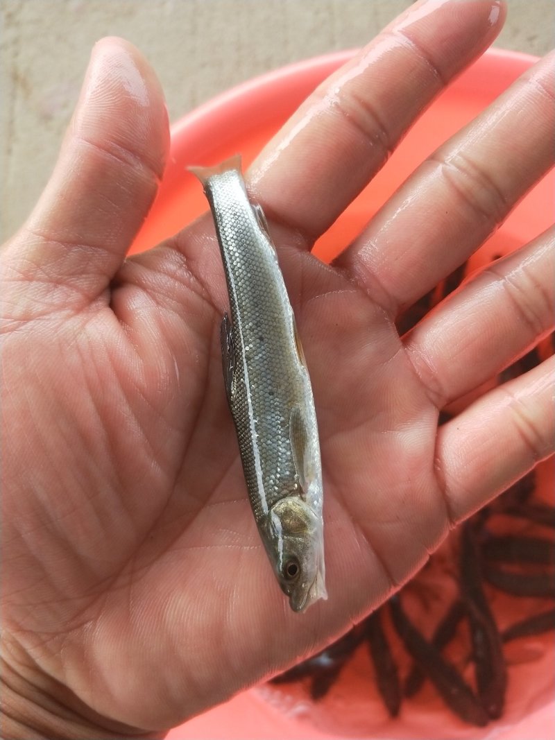 银鳕鱼苗_(量大从优)全程提供技术指导跟进欢迎电话联系