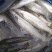 银鳕鱼苗_(量大从优)全程提供技术指导跟进欢迎电话联系