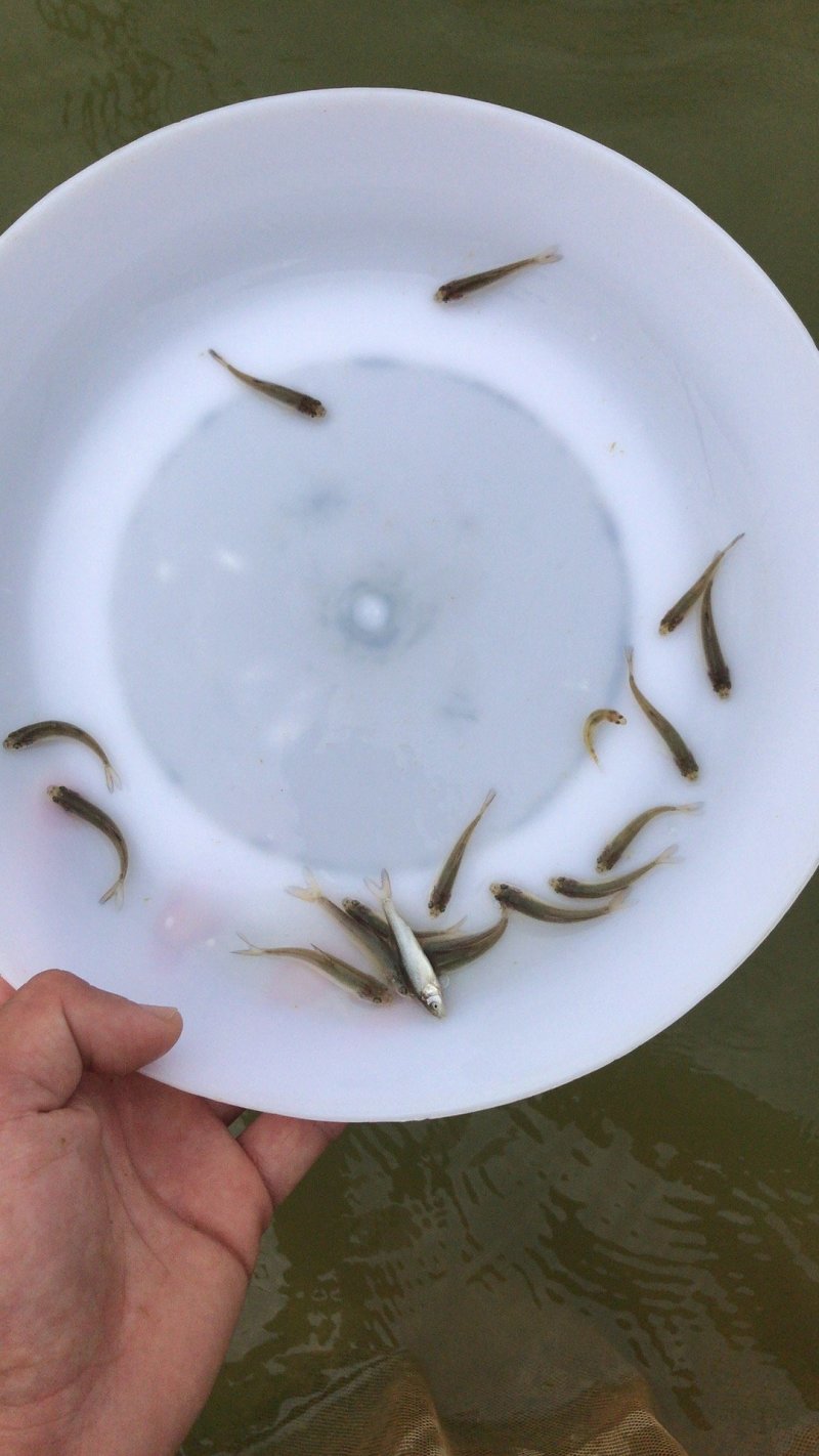 银鳕鱼苗_(量大从优)全程提供技术指导跟进欢迎电话联系